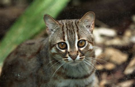 Gatto rugginoso: tutto sul felino selvatico più piccolo .